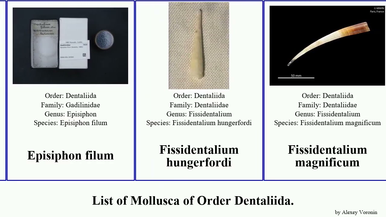 List of Mollusca of Order Dentaliida. antalis dentalium fissidentalium graptacme fustiaria nana