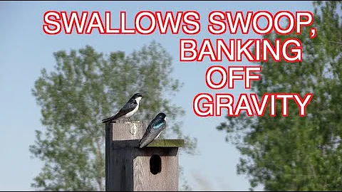 Swallows( Pt 1): Violet-green Swallows; Tree Swall...