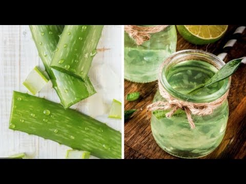 vegan nutrition course uk Aprende a como elaborar tu propio shampoo de sábila naturalmente