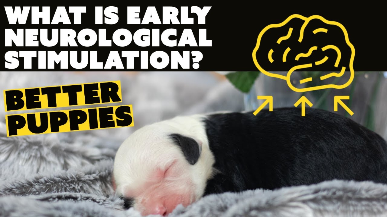 BioSensor Training and Early Neurological Stimulation - Puppy Culture - 3-16 Days
