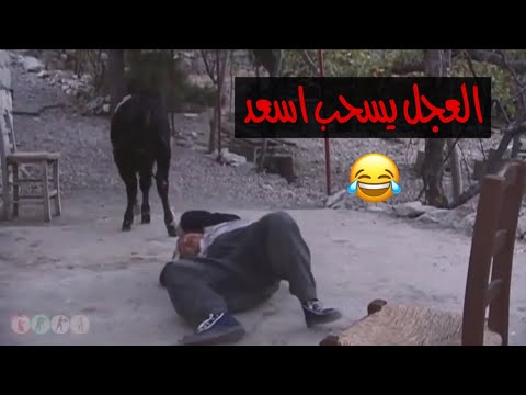 ضيعة ضايعة شوفو العجل كيف مسح الأراضي باسعد