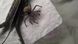 "I am such a good spider"