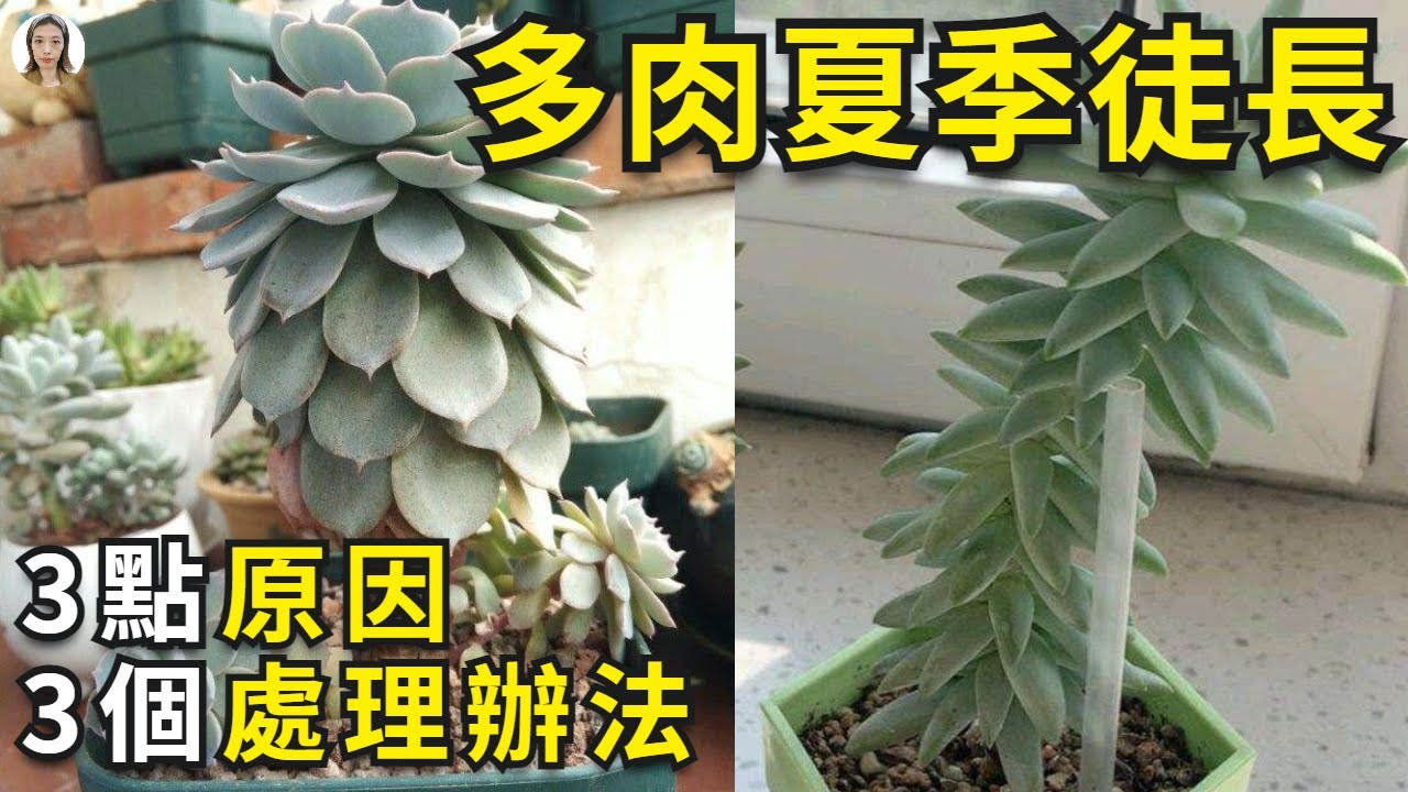 新手養多肉 多肉夏天90 都會徒長 但是處理方法不同結局大不同 有的會死掉有的直接變老樁價值翻倍 花花世界 Youtube
