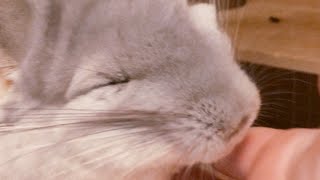 【縦動画】ベタ慣れチンチラのマッサージでうっとり顔が可愛すぎる！！