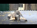 Wolf pup jumping on the trampoline