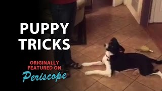 Puppy Tricks and Training on Periscope