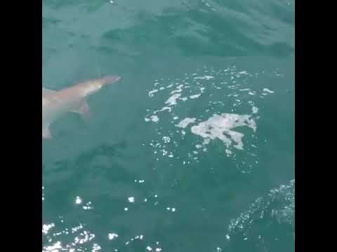 Nobody Asked for a Hammerhead… But Here We Are 😂 Sarasota Fishing Charter
