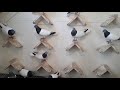 Budapesti Magasröptű Keringő (Budapest High Flying exhibition pigeons) 2017 1