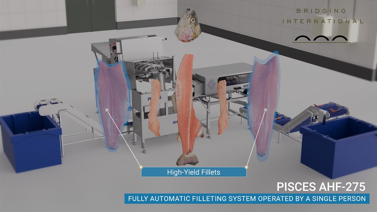 Maximize Trout Filleting Performance with the Pisces AHF-275 Line 🐟