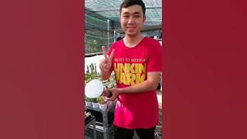 Tưới Xương Rồng Bao Lâu Một Lần? #shorts #viral #hoangduyltn #xuongrong