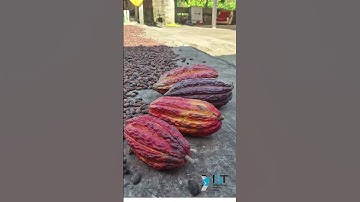 Cacao Export to World
