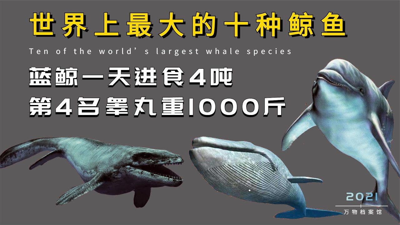 十大鲸鱼，最大体重超过200吨，堪比40头非洲象，不少都濒临灭绝- YouTube