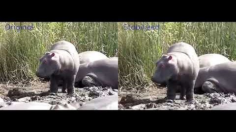 Real-time video stabilizer with OpenCV 3 and Kalman filter