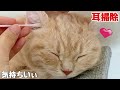 耳掃除をしたら白目をむきながらうっとりしちゃった猫…www耳掃除説明付き！Cat ear cleaning！Cute animals