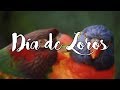 Un día de loros | Vlog