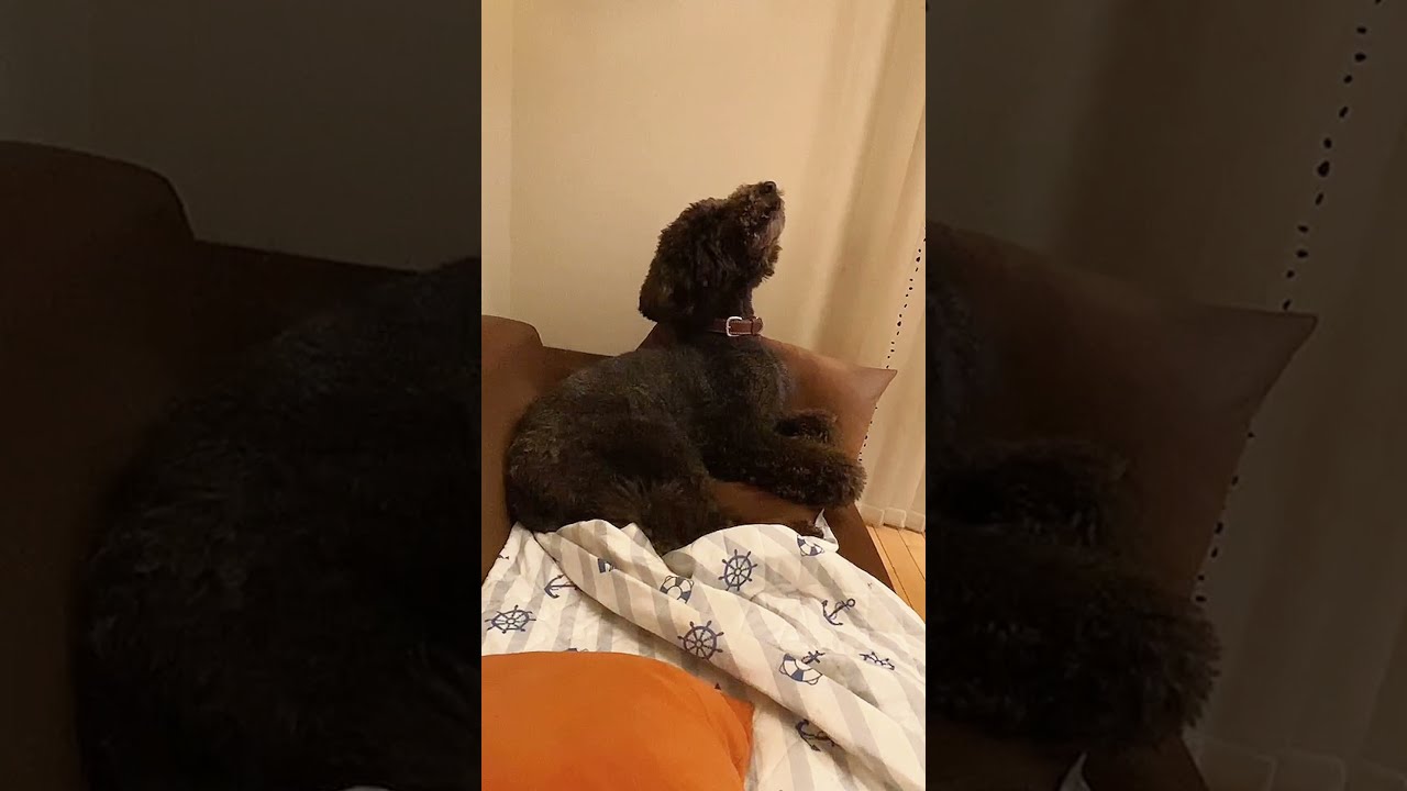 保護犬 批判殺到 志村どうぶつ園みやぞん保護犬企画にドックトレーナーが解説 Youtube