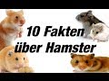 10 Fakten über Hamster