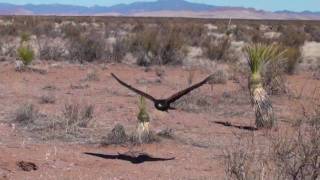 Hawking New Mexico