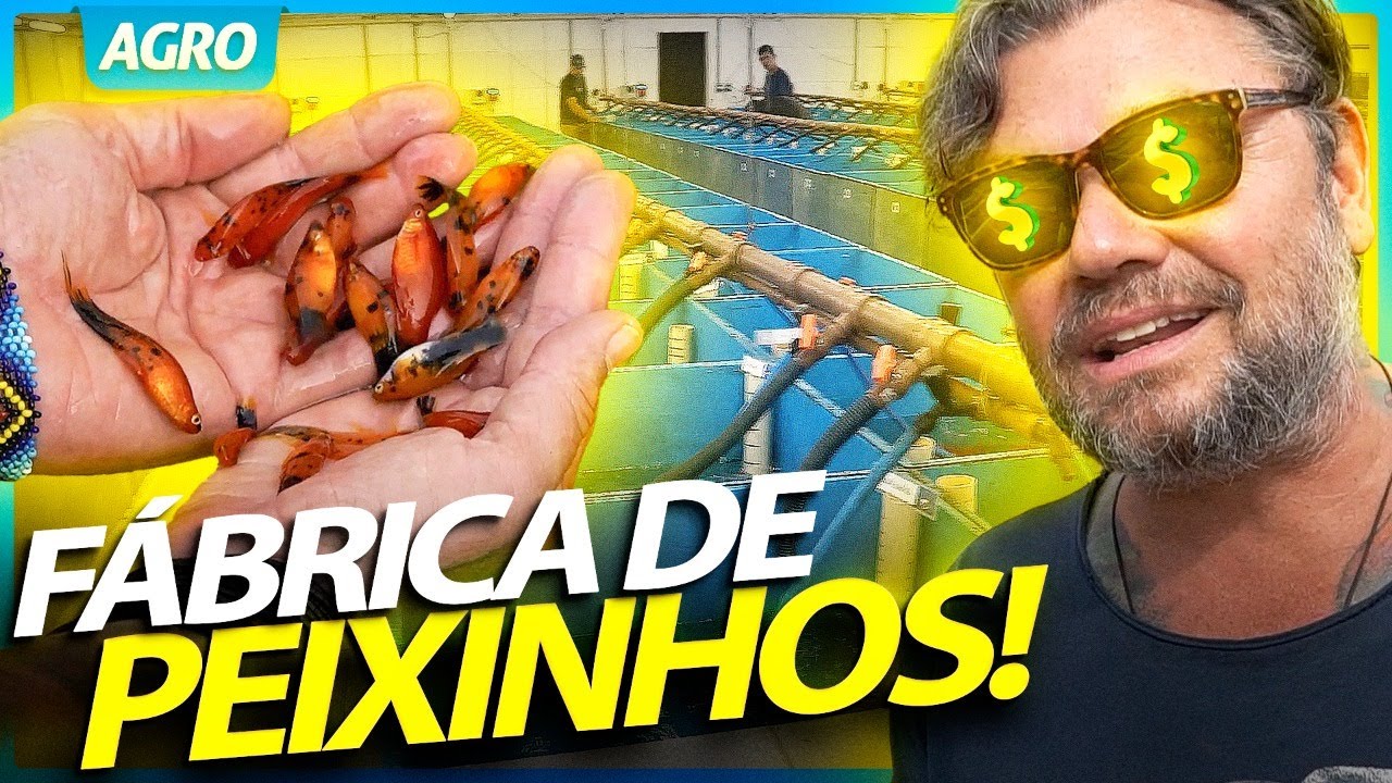 DESCOBRI UMA FÁBRICA DE PEIXES ORNAMENTAIS NO BRASIL! | RICHARD RASMUSSEN