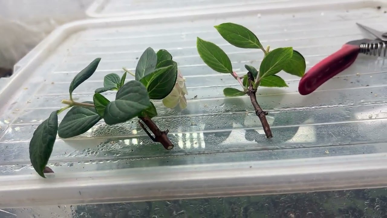 Тонкости обрезки карликовых сортов гортензии. Не забыли про черенки ❤️