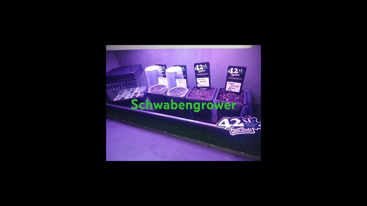 Fast Buds 420 Apple Strudel + Gorilla Melon + Ztrawberriez