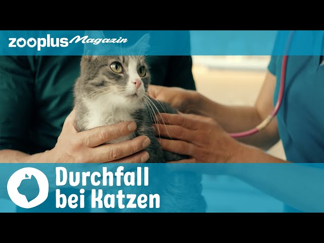 Welpe hat Durchfall, ist aber sonst fit: Worauf Sie achten sollten 3 sddefault