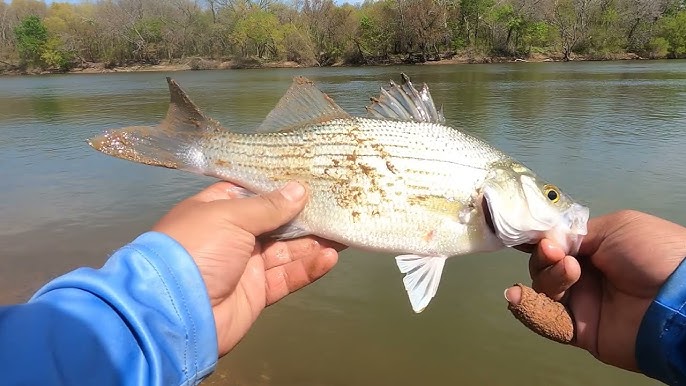 How to clean a sand bass 
