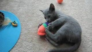 Kitten Attacking Toy Mouse