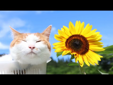 ひまわり のせ猫 250813 - YouTube