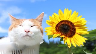ひまわりのたねころうさん専用ページ mqdefault.jpg