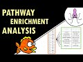 Pathway enrichment analysis  simple explanation