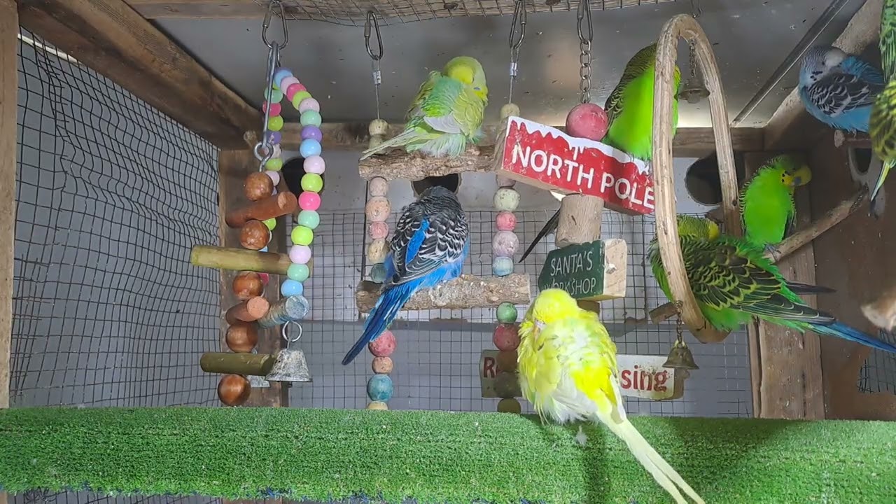 “Parrot got jokes 🤣🦜 #FunnyBird #Trend”