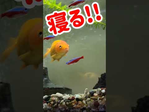 金魚の睡眠の不思議!まぶたがないのにどうやって眠るの?