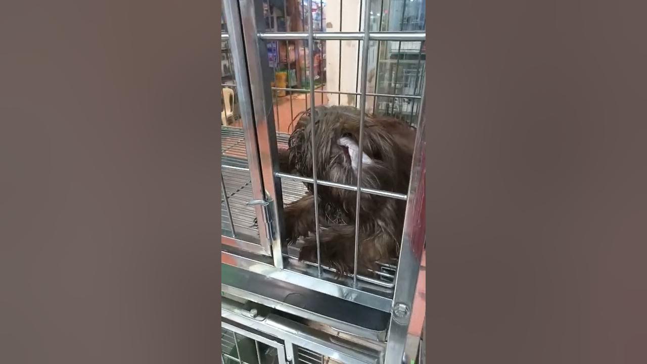 Cartimar dogs for sale Clearance