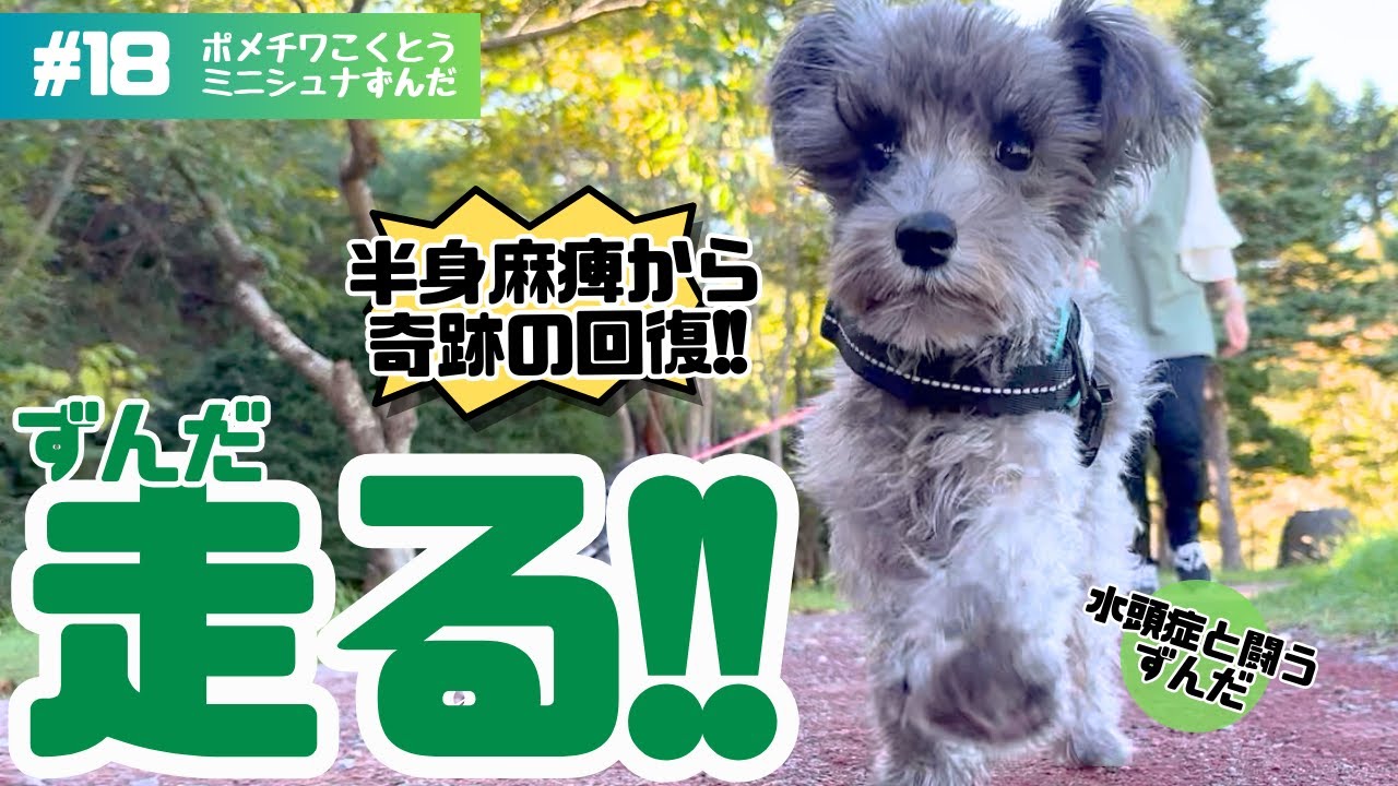 【神回】ずっと歩けなかったミニチュアシュナウザーがついに…【こくずん小旅行2nd2 2】