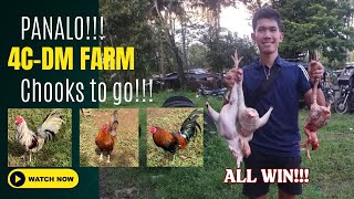 MINAMALIIT NOON NAGPAPANALO NGAYON | 4C-DM FARM | SABONGERO!!!