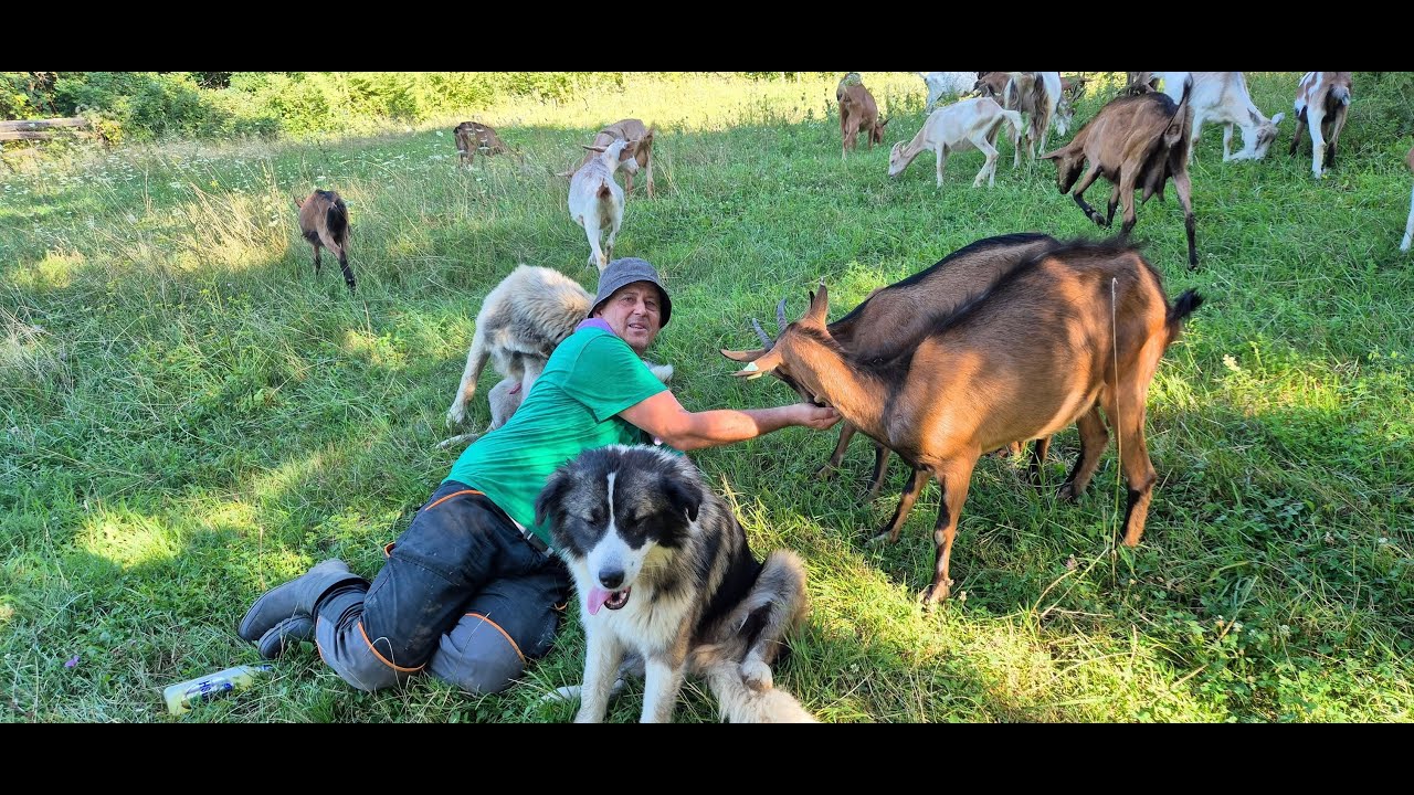 Ludi iz Kruščice Čovjek Koji Sam Sebe Prijavljuje Policiji i živi sa Kozama u Šumi