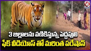 Tiger Panic Across 3 Districts : Trap Cameras Fail to Track Tiger, Fake AI Videos Add to Fear |  V6