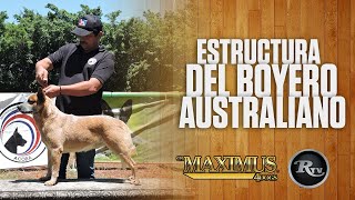 ✅ Pastor Ganadero Australiano Red Heeler | RysolTV