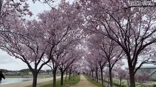 狭山池公園の桜 Youtube