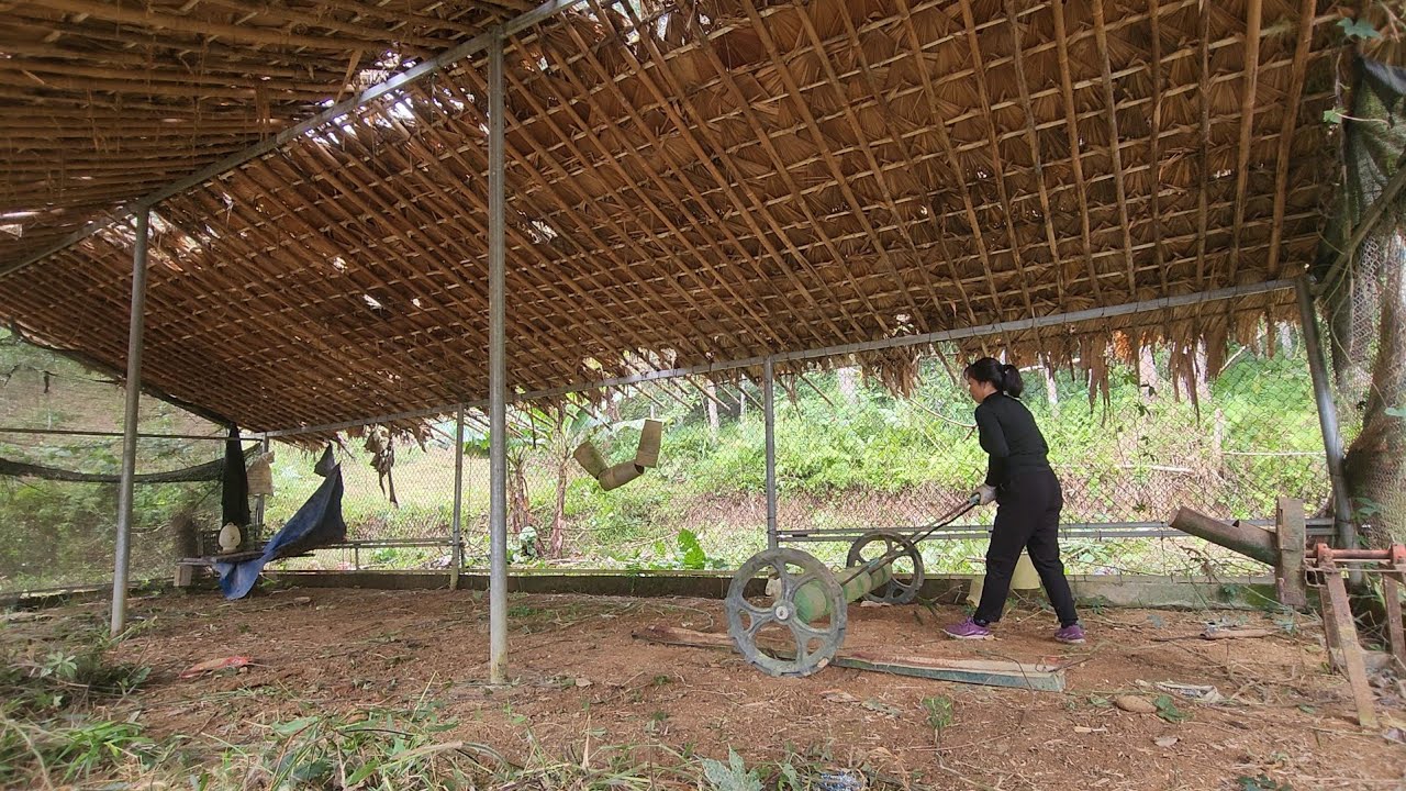 The girl, having renovated the abandoned barn, went deep into the forest to search for food