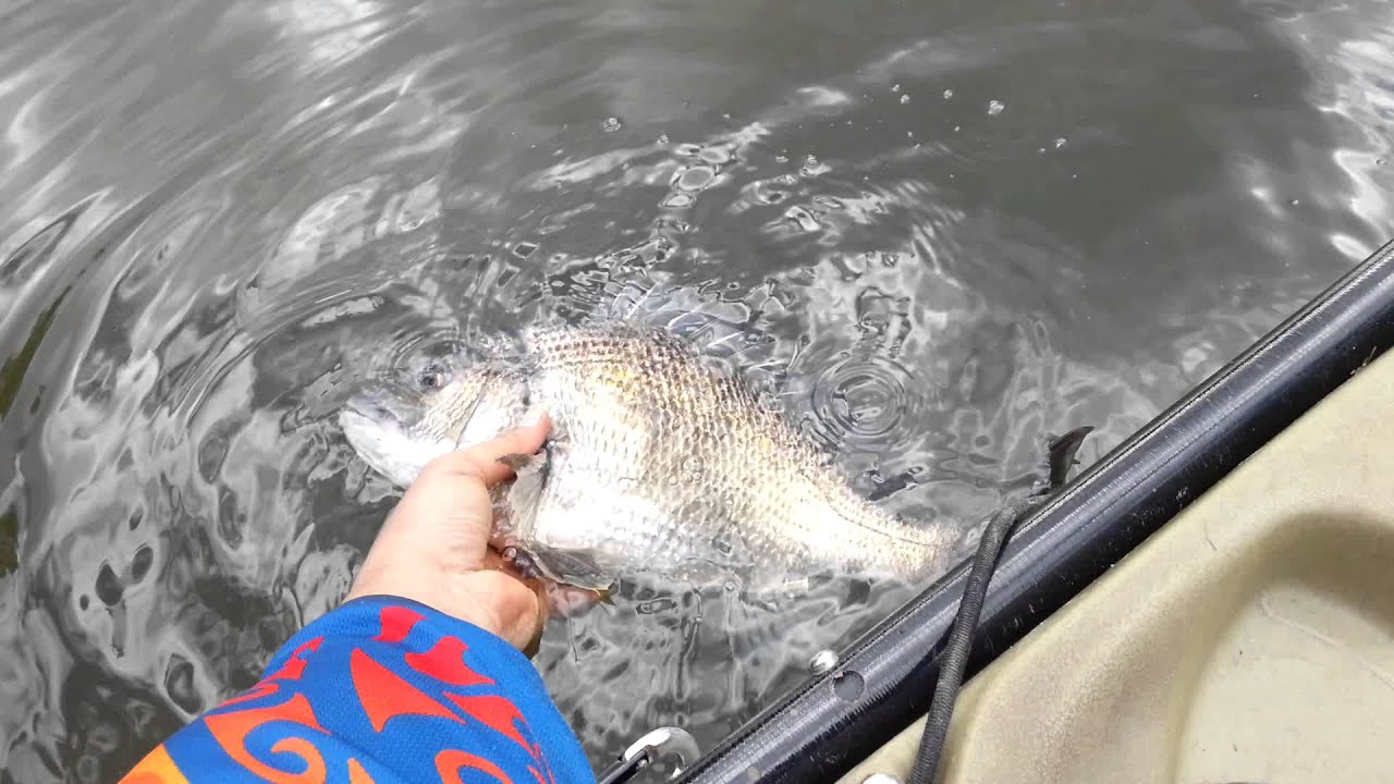 PB bream 45cm. Illawarra wollongong, hobie Kayak fishing YouTube