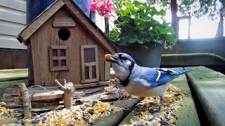 Chipmunks, Birds and Squirrels in Cottage Country  10 Hour CAT TV  June 12, 2023