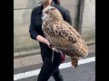 walking with the big Owl