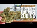 Jack Herer Marijuana Harvest + Dry Weights - Complete Guide