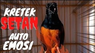 Download Lagu Pancingan wajib murai batu,sudah teruji ampuh bikin murai batu lain cepat emosi dan bongkar materi MP3