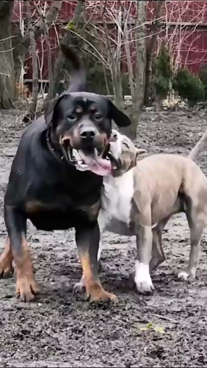 dog Fight|Rottweiler vs Pitbull| cute puppy status #tik_tok #tiktok #short #dogshort #dog  #dogpuppy