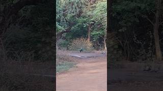 Beauty of nature💐❤️...#jnu#shortvideo #youtubeshorts #nature #peacock