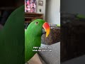 I Bet You CanтАЩt Tell Which One ЁЯШЛ Birds Eclectusparrot Parrot I Bet You CanтАЩt Tell Which One ЁЯШЛ Birds Eclectusparrot Parrot