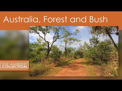 fitness-journeys---forest-and-bush-trails,-for-indoor-walking,-treadmill-and-cycling-workouts